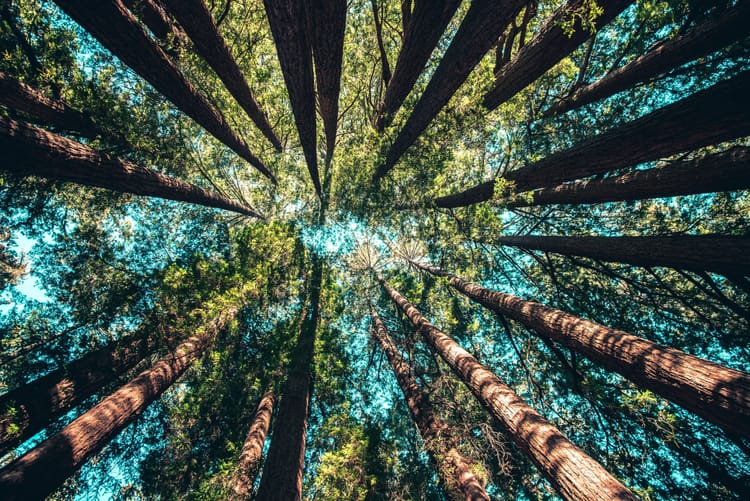 A ring of tall pine trees pointing to the sky from a worm's eye view.