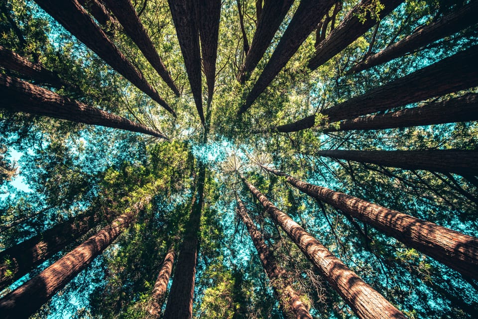 A ring of tall pine trees pointing to the sky from a worm's eye view.